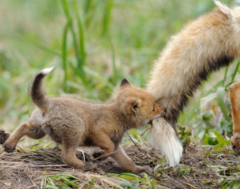 Ein Schwanz, so alt wie die Zeit | Alamy Stock Photo by Igor Shpilenok/Nature Picture Library