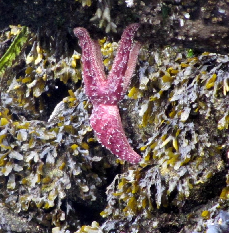 It Was More Than Starfish | Twitter/@redlipblenny