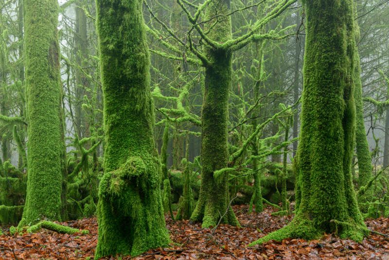 More Moss Please! | Alamy Stock Photo by Adam Burton