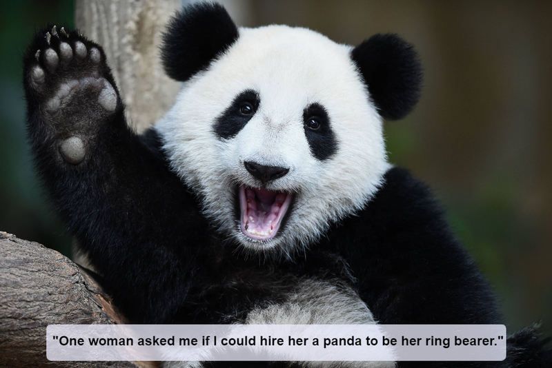 Um panda no seu casamento | Shutterstock