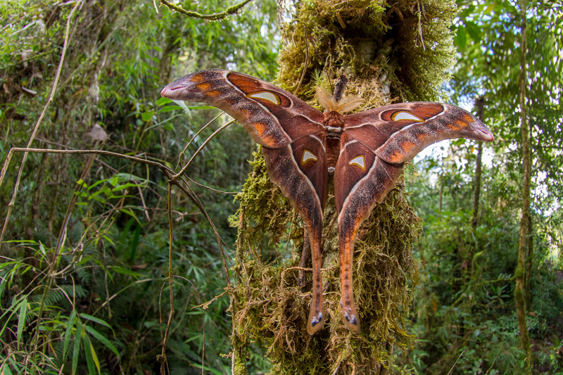 A Mariposa Hércules | Alamy Stock Photo