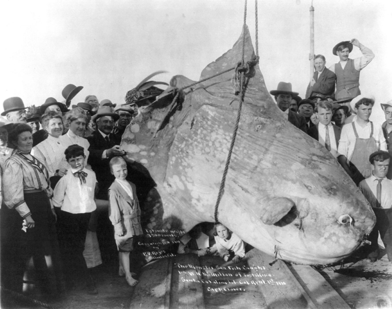 O maior peixe do planeta: Peixe-lua | Alamy Stock Photo