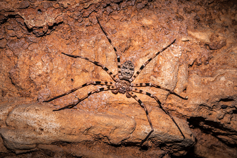 Aranhas gigantes | Alamy Stock Photo