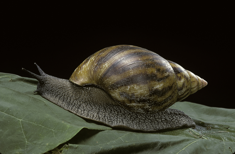 O Caracol Africano Gigante | Getty Images Photo by Paul Starosta