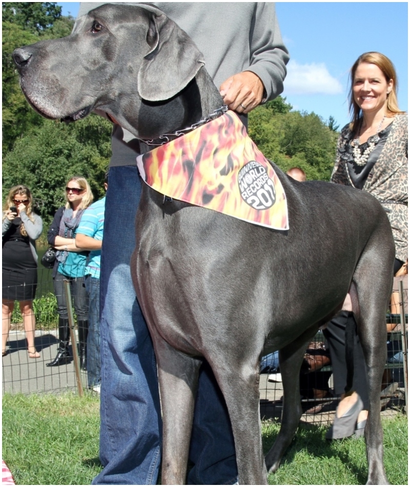 De filhote a cachorro de 100 kg | Getty Images Photo by Taylor Hill