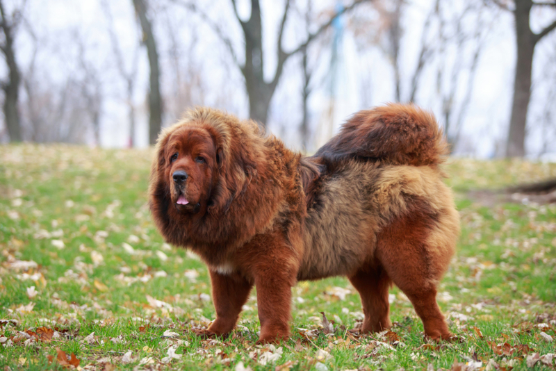 Mastim tibetano vermelho vendido por 1,5 milhão | Getty Images Photo by DevidDO