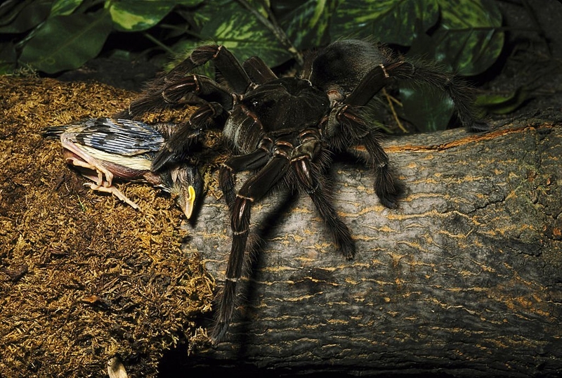 Mais aranhas gigantes | Getty Images Photo by John Mitchell