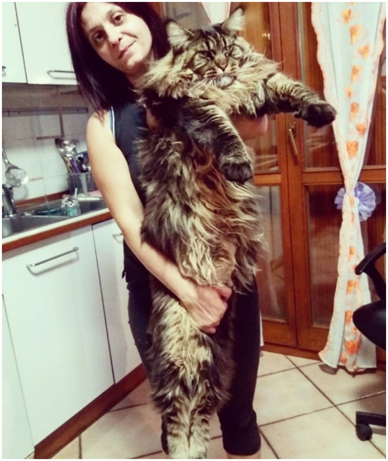 Barivel, o gato doméstico | Instagram/@barivel_maine_coon