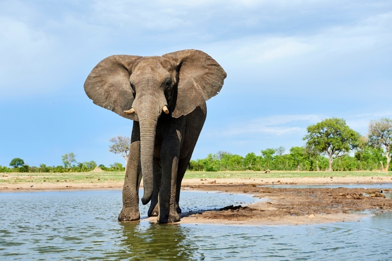 O elefante africano é o maior animal terrestre | Alamy Stock Photo