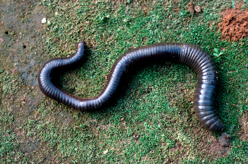 Esta minhoca é tão grande quanto uma cobra | Alamy Stock Photo