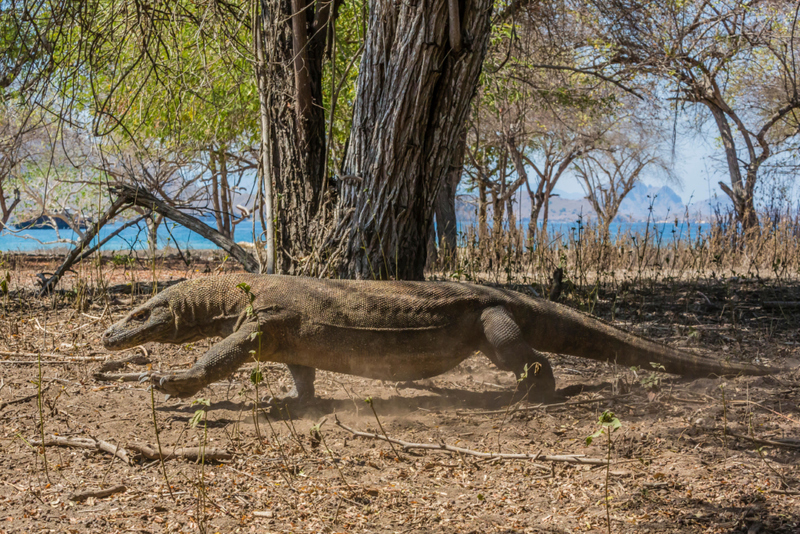 Dragões de Komodo parecem dinossauros | Alamy Stock Photo