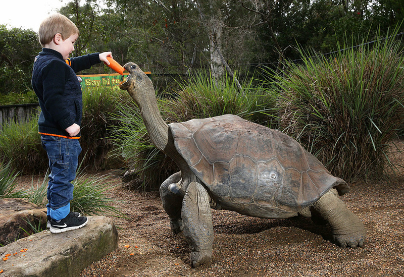 A maior tartaruga do mundo pesava 400 kg | Getty Images Photo by Peter Lorimer/Newspix