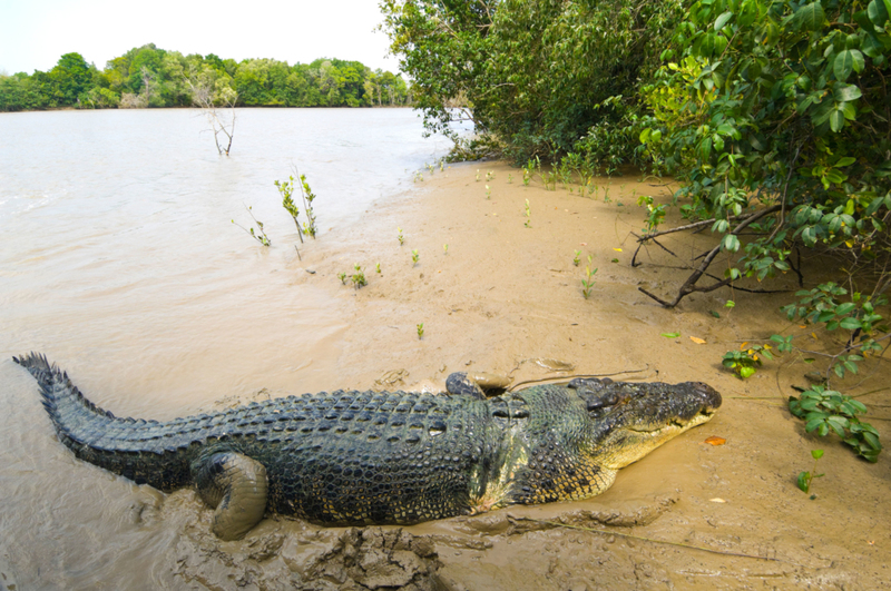 O crocodilo de água salgada que come tubarões | Alamy Stock Photo