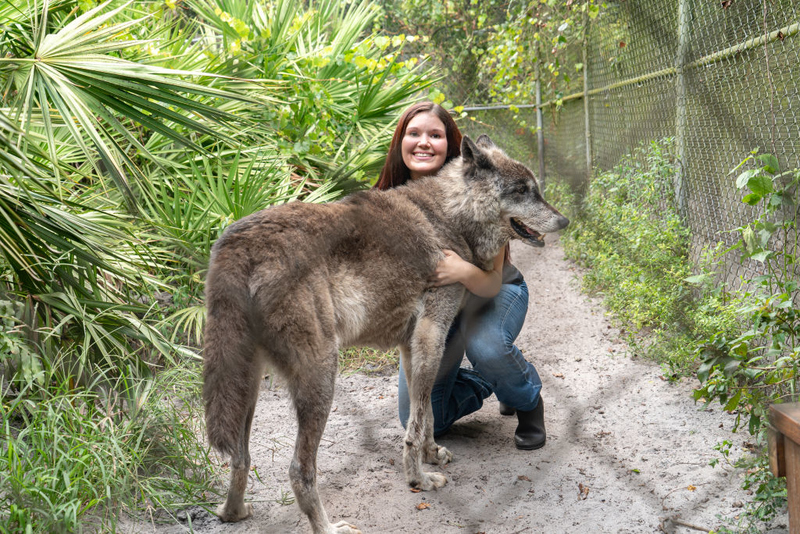 O lobo majestoso | Getty Images Photo by Gerrit Messersmith