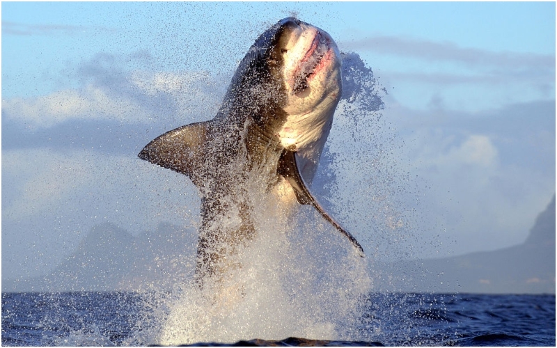 Tubarão branco de 10 metros no sul da Austrália | Getty Images Photo by Chris Brunskill Ltd/Corbis