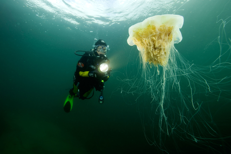 Rei das Medusas | Alamy Stock Photo