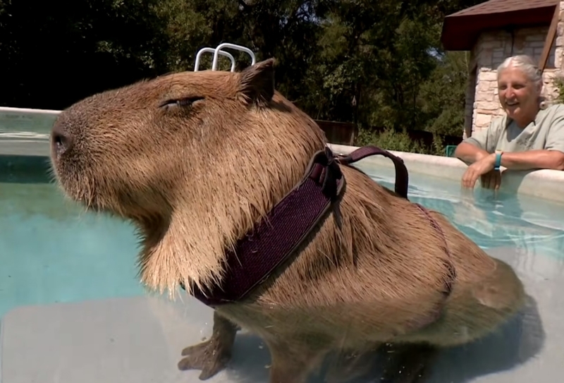 Gary, a Capivara | Youtube.com/Animal Planet