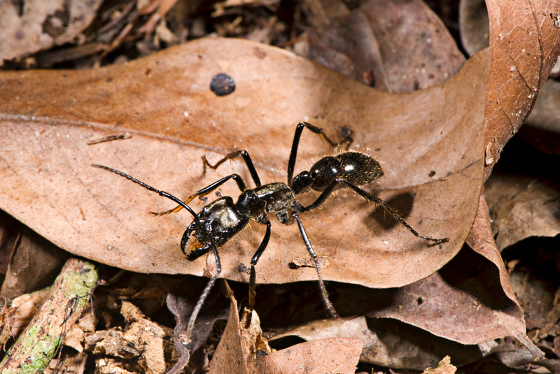 As maiores formigas do mundo | Shutterstock