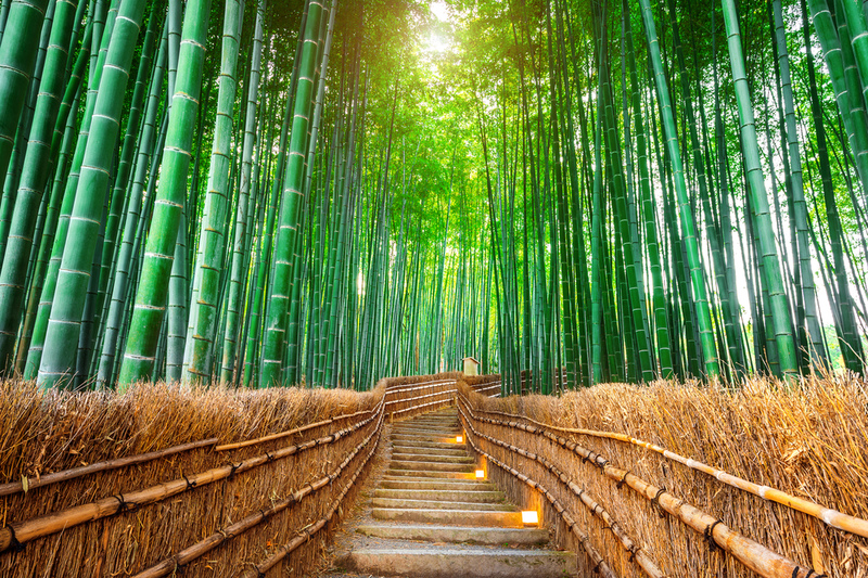 Fantasía - Bosque de bambú de Arashiyama, Kioto, Japón | Shutterstock