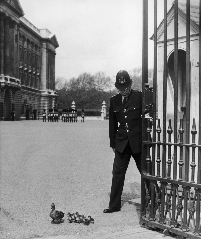 The Queen’s Birds | Getty Images Photo by Keystone-France/Gamma-Keystone