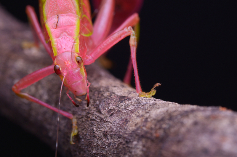 Barbie saltamontes | Shutterstock