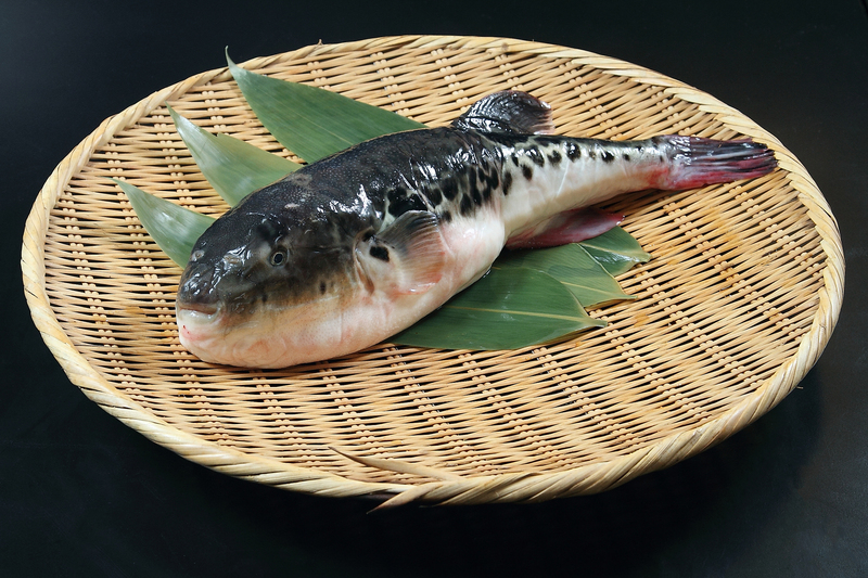 Fugu | Shutterstock