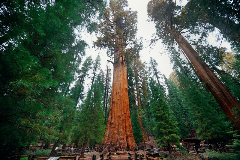 Earth’s Largest Tree | Alamy Stock Photo 