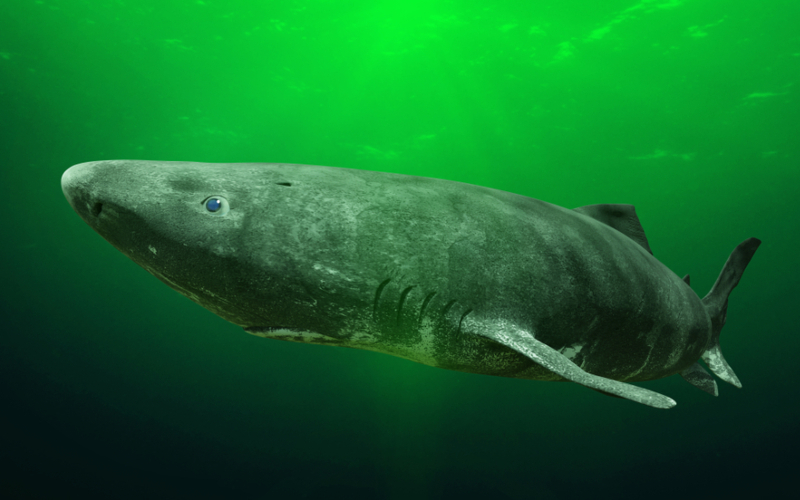 The Oldest Known Animal | Shutterstock