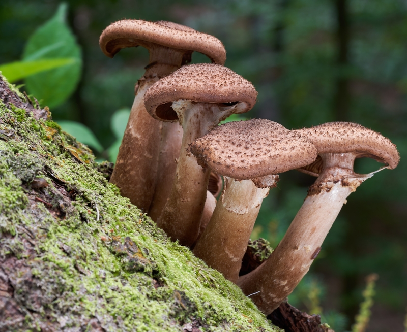 The World’s Largest Organism | Getty Images Photo by Igor Kramar