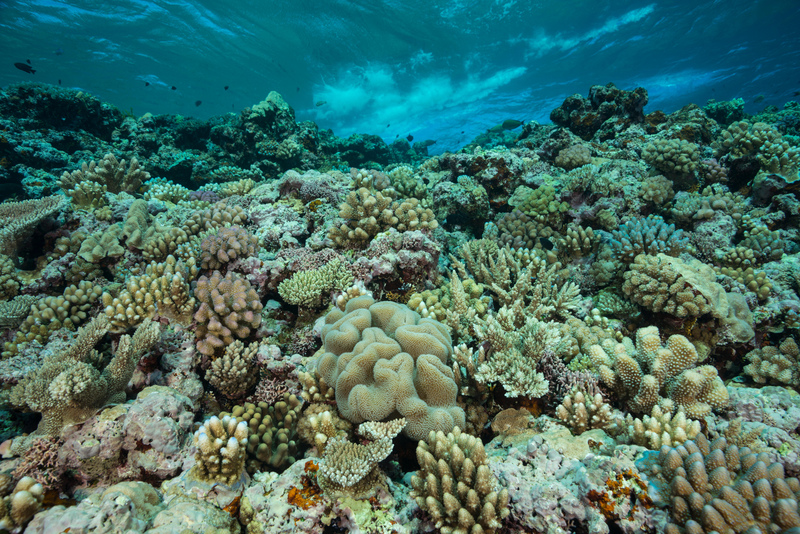 The Great Barrier Reef Really Is Great | Alamy Stock Photo 