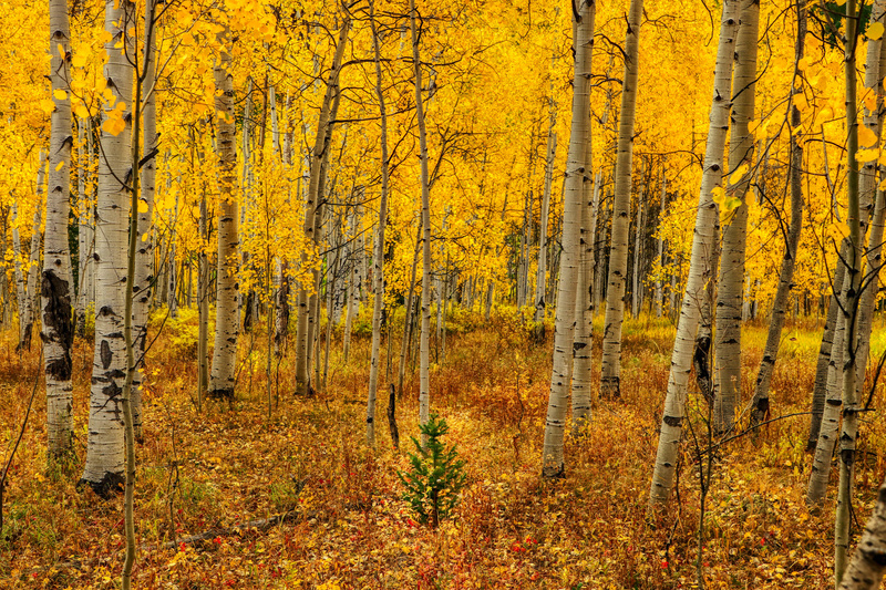 Aspen Trees, Unite | Alamy Stock Photo