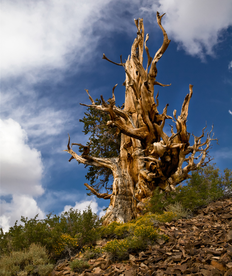 The World’s Oldest Tree | Shutterstock