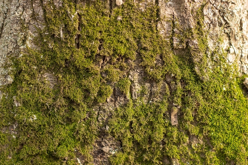 Moss Can Grow on Anything, Anywhere | Shutterstock