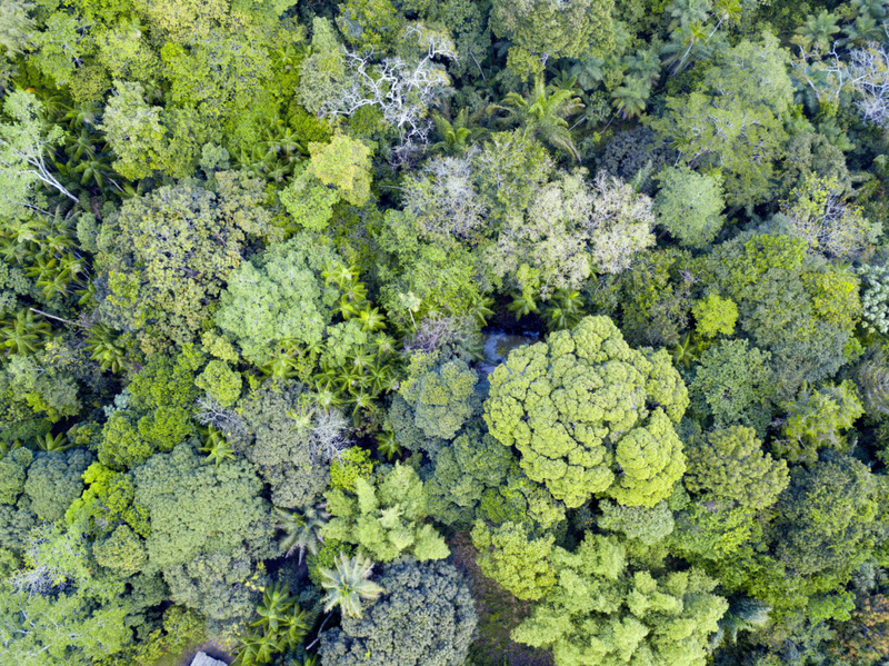 Soaring Above the Amazon Rainforest | Getty Images Photo by Ricardo Lima