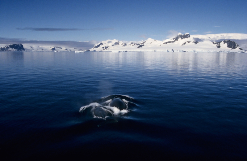 A Family of Whales | Alamy Stock Photo by Roberta Olenick/All Canada Photos 