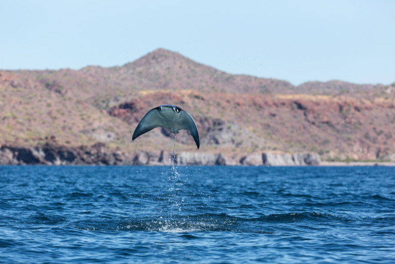 Flying Stingray | Alamy Stock Photo by Michael S. Nolan