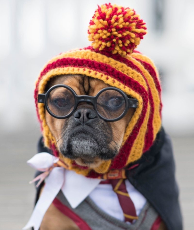 Potter Cabeludo | Alamy Stock Photo by Matthew Horwood