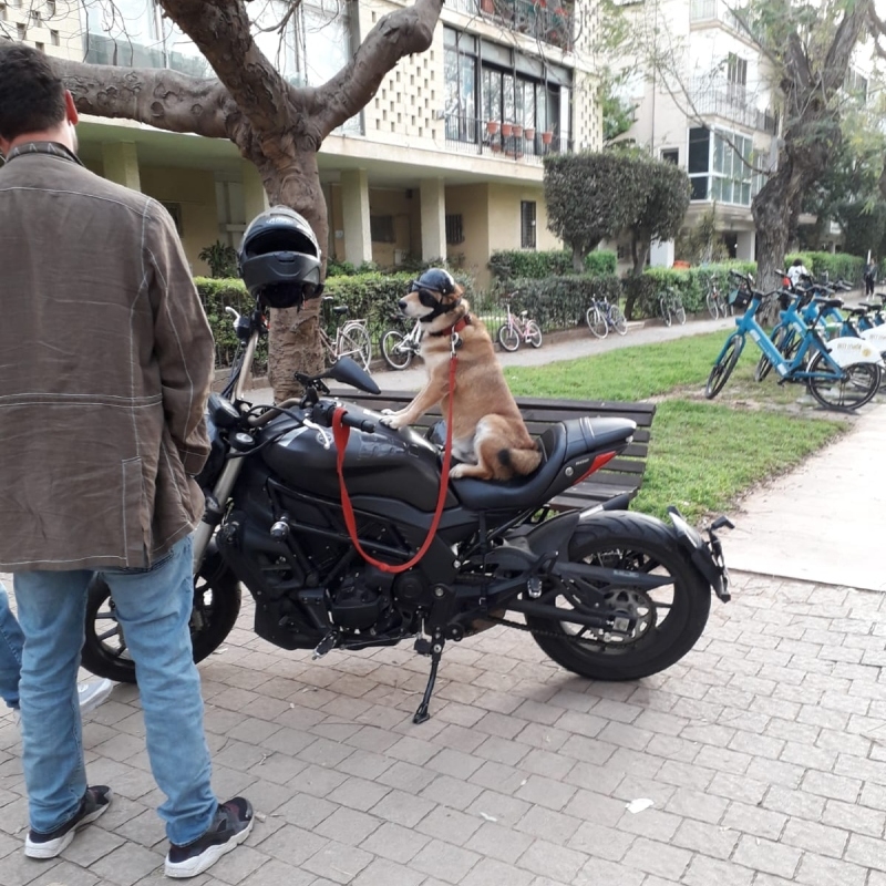 ¿Quién dejó salir a este perro? | Ofek Hagag