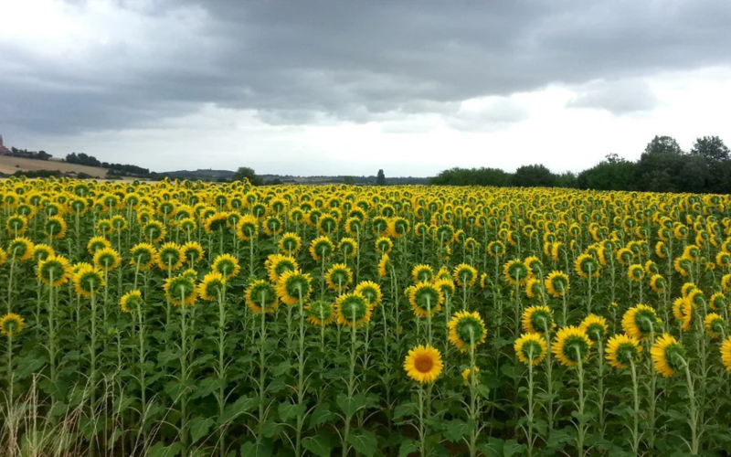 Girasol rebelde | Reddit.com/EnjoyOslo