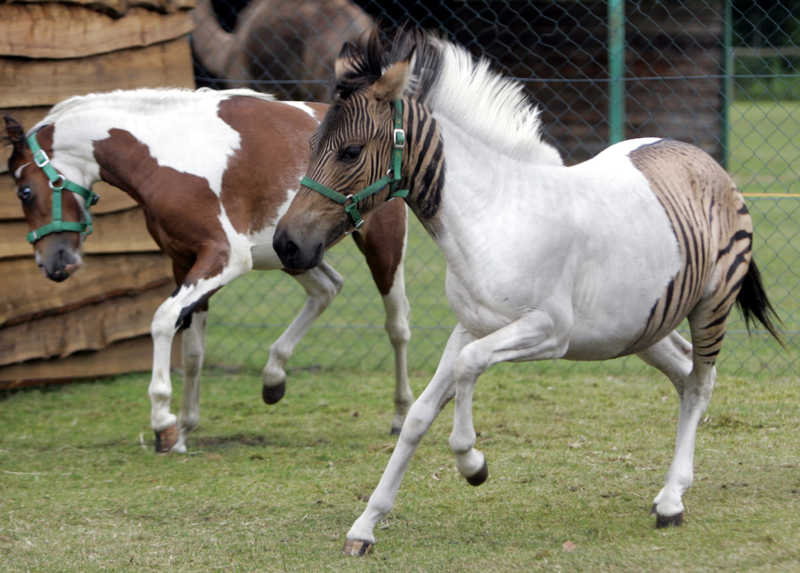 ¿Has oído hablar alguna vez de un “zony”? | Alamy Stock Photo by dpa picture alliance archive