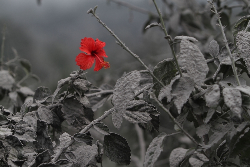 Un mundo en blanco y negro | Alamy Stock Photo by REUTERS/Roni Bintang