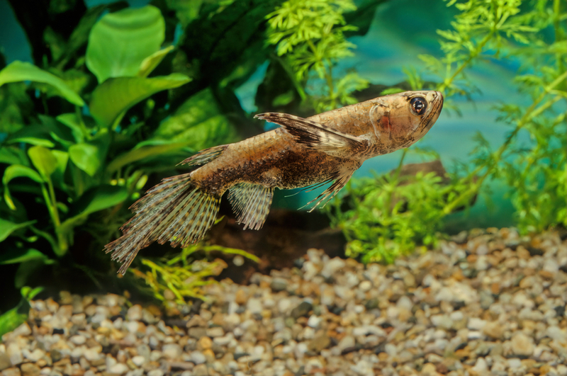 Peixe-borboleta-africano | Shutterstock Photo by Roberto Dani