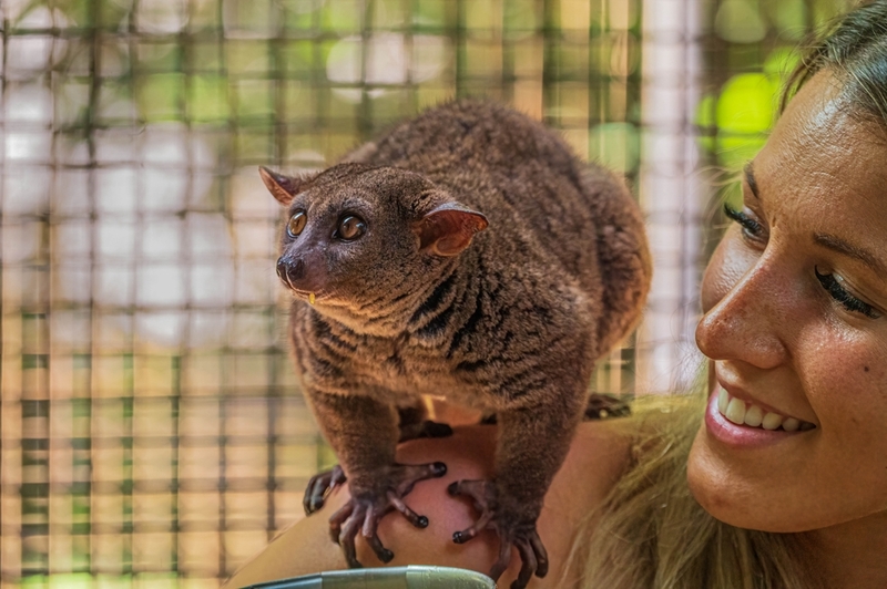 Galago | Shutterstock Photo by Dr. Kacia Crisp