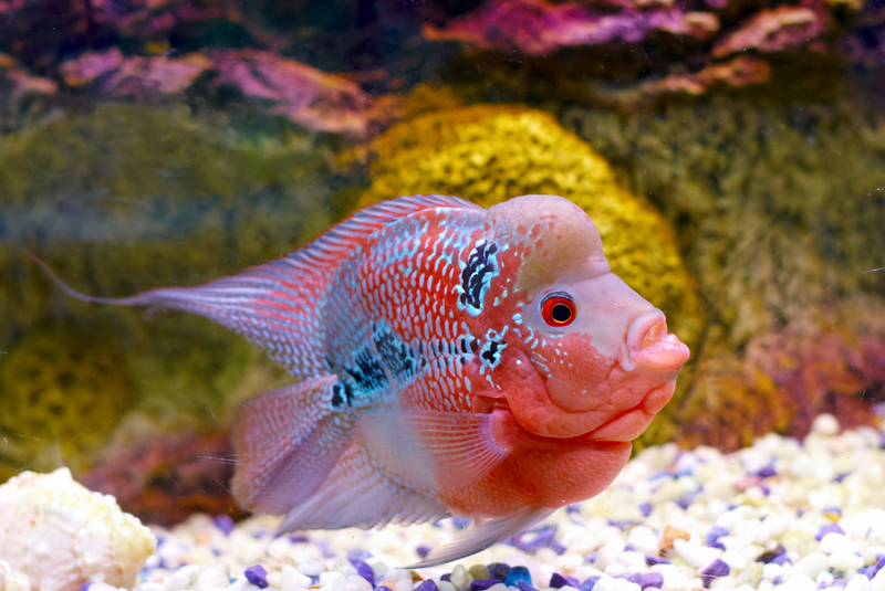 Ciclídeo Flowerhorn | Shutterstock Photo by Oshchepkov Dmitry