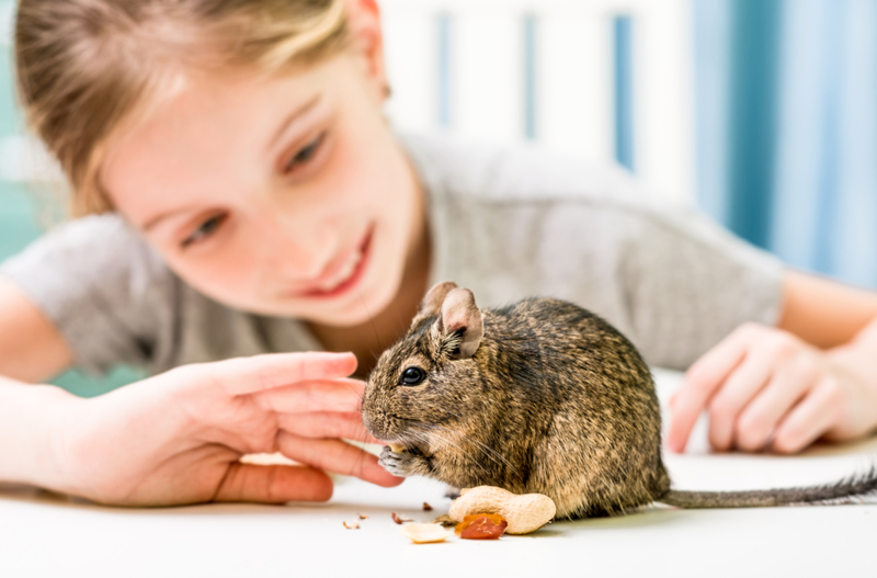 Degu | Shutterstock Photo by In Green