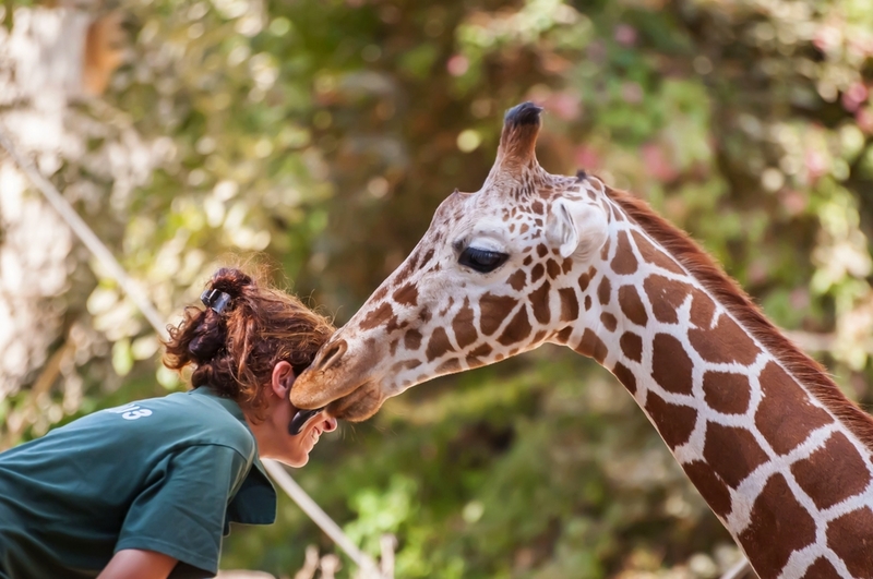Girafas | Shutterstock Photo by Roman Yanushevsky