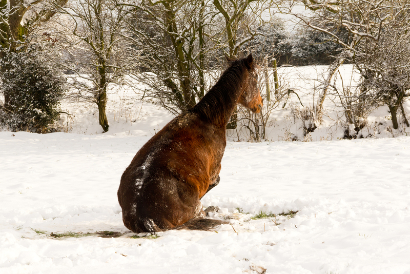 Poni Selerikan | Shutterstock