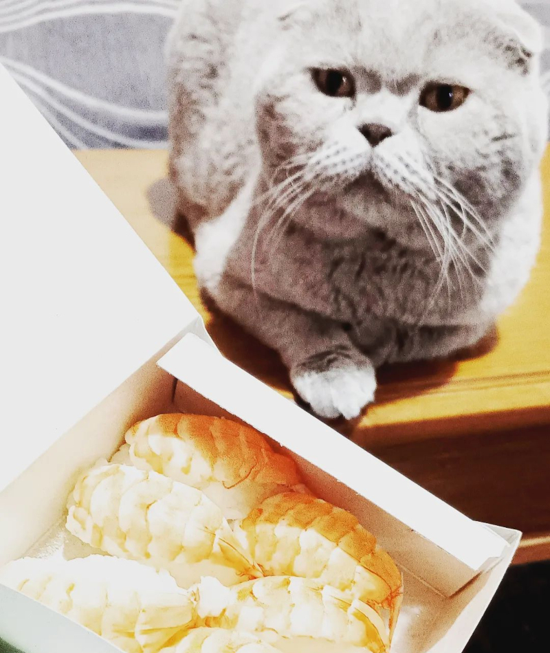 Você Já Precisou Muito De Alguma Coisa? | Instagram/@hamlet_scottish_fold_cat