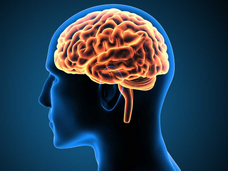 Big Brain Means Big Survival | Shutterstock