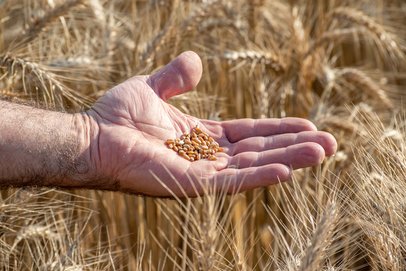 The Big Food Exchange | Shutterstock